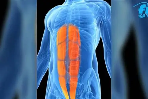Waist Trimmer Slim с поясным ремнем?