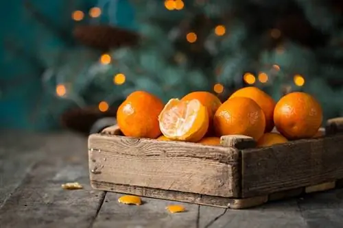 Опасный яд на апельсинах & Мандарины: хлорпирифос запрещен в ЕС