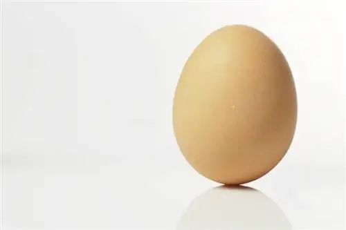 Диетические яйца сделают вас стройнее
