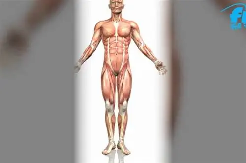 Цинксодержащие продукты Цинксодержащие продукты улучшают фигуру