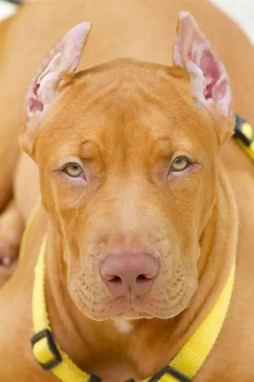 бокс, файтинг, боевые искусства, мма, ufc, геймнесс, питбули