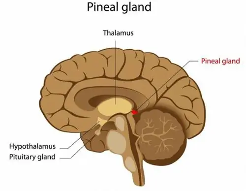 тестостерон, низкий уровень тестостерона, важность тестостерона, уровни тестостерона