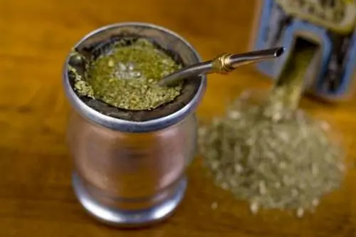 Может ли Yerba Mate помочь вам сжечь жир во время тренировки?