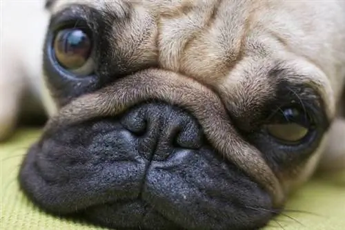 чему нас могут научить собаки, фитнес-собаки, обучение у собак