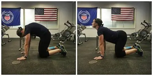 кошка и верблюд