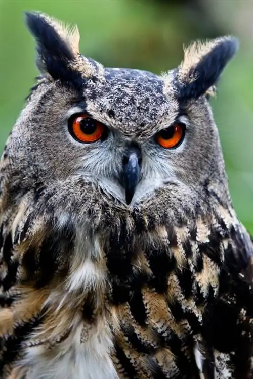 медитация совы, йога форреста, уиллоу райан, йога зависимости, зависимость от медитации