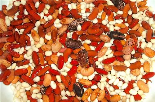 Семейное питание – это просто: фасоль и коричневый рис