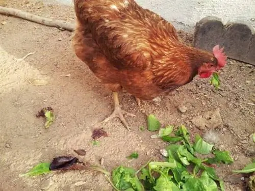 Белок на заднем дворе: руководство горожанина по выращиванию цыплят