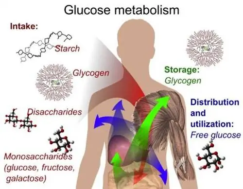 Понимание гликолиза: что это такое и как его кормить