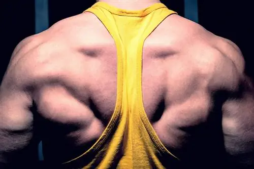 Благотворное влияние новизны на гипертрофию