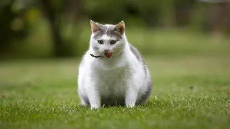 Проверьте свой живот на неделе мужского здоровья