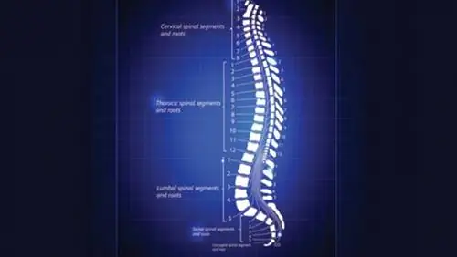 Позвоночник