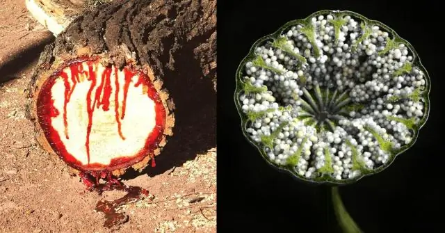 Какова длина лапши для бассейна?