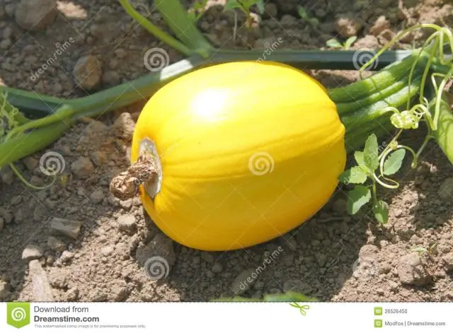 Как выглядит желтая тыква?