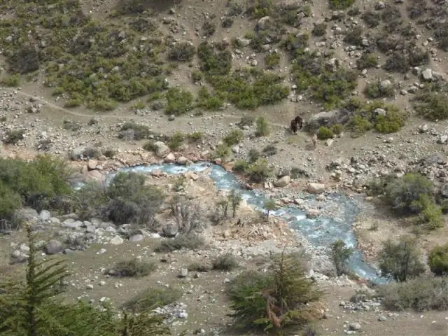 Бранзино - это то же самое, что чилийский морской окунь?