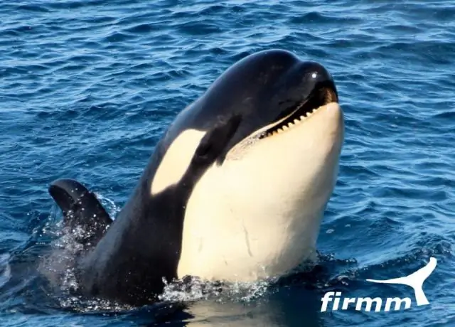 Какие зубы у китов?