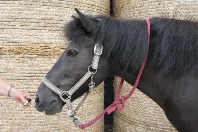 Какие эфирные масла безопасны для лошадей?