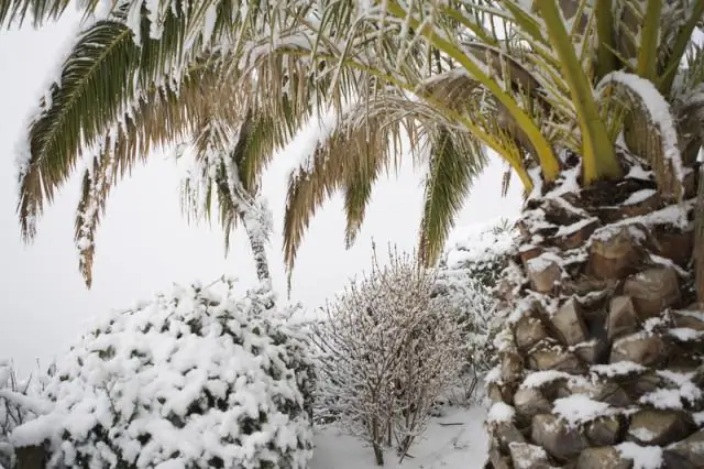 Идет снег на Оаху?