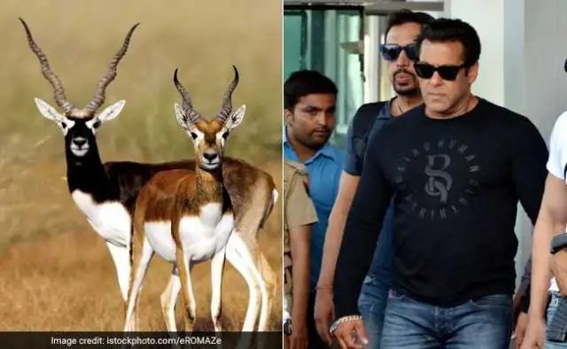 Чем занимается компания BlackBuck?