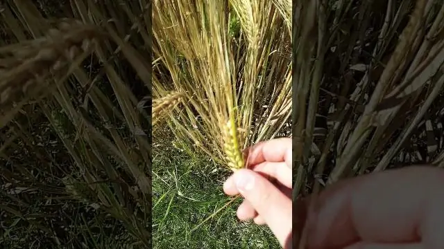 Сено и пшеница - это одно и то же?