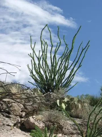 Как вы ухаживаете за новым растением окотилло?