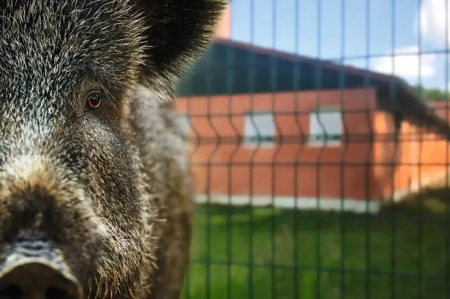 Как пишется Pig Sooie?