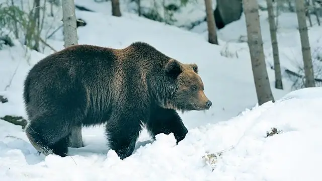 Летучие мыши передвигаются зимой?