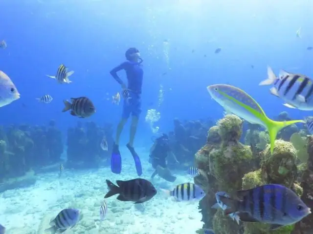 Как вы регистрируетесь в приложении PADI?