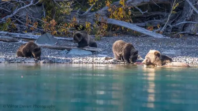 Какие рыбы водятся в заливе SF?
