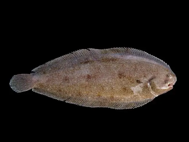 Что такое рыба Dover Sole?