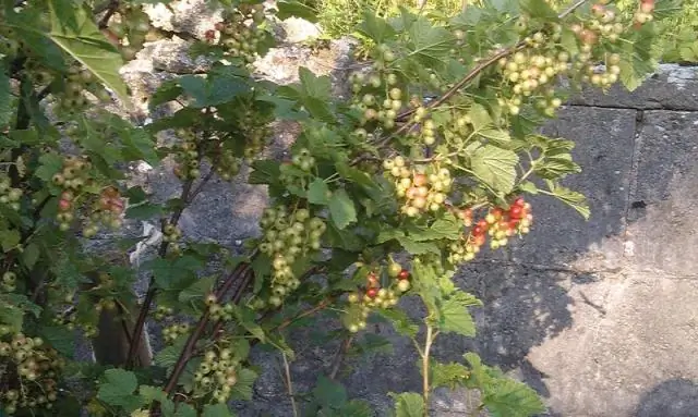 Сколько времени нужно для созревания алой фасоли?