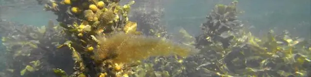 Водоросли - это водоросли?