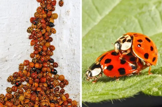 Как размножаются красные черви-вигглеры?