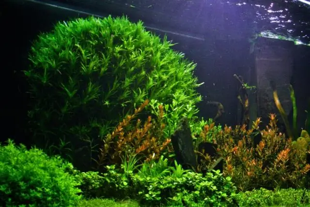 Какое растение хорошо растет на шпалере?