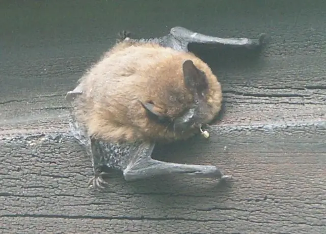 Что такое летучие мыши-хищники?