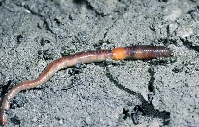 Какова среда обитания Lumbricus terrestris?