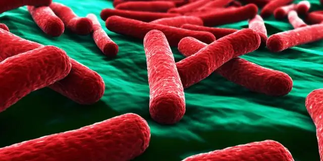 Есть ли в воде Ниагара кишечная палочка?