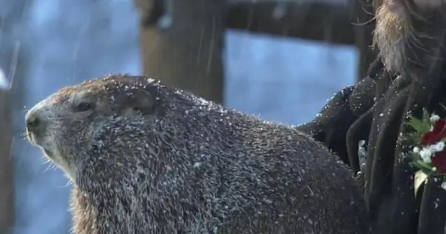 Законно ли отравление сурком?