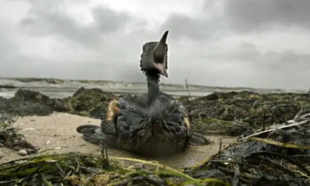 Опасна ли акула-молотилка?