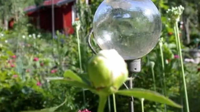 Можно ли поставить в саду красных вигглеров?