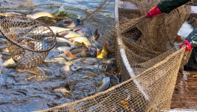 Как рыболовство может быть устойчивым?