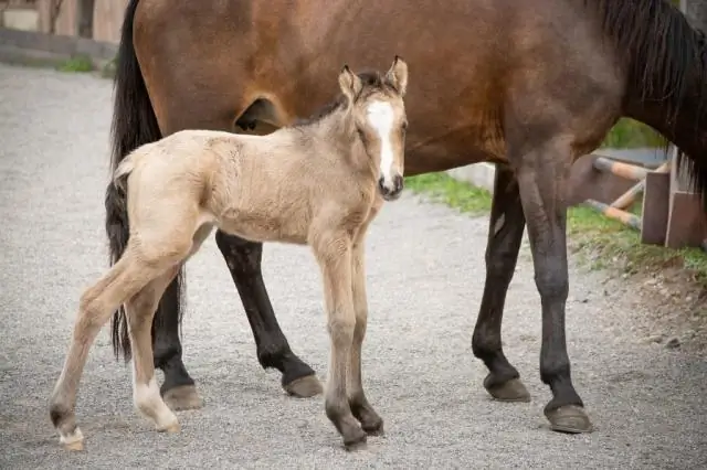 Как называются ноги лошади?