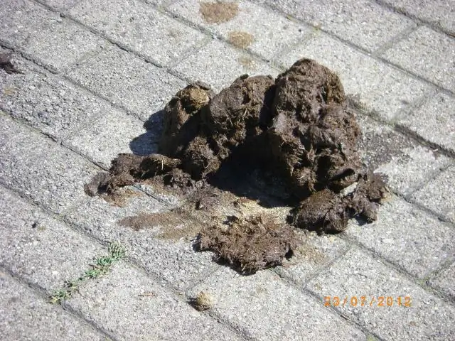 Следует ли всадникам собирать фекалии?