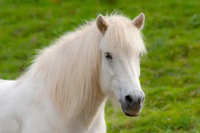 Вредна ли ячменная солома для лошадей?