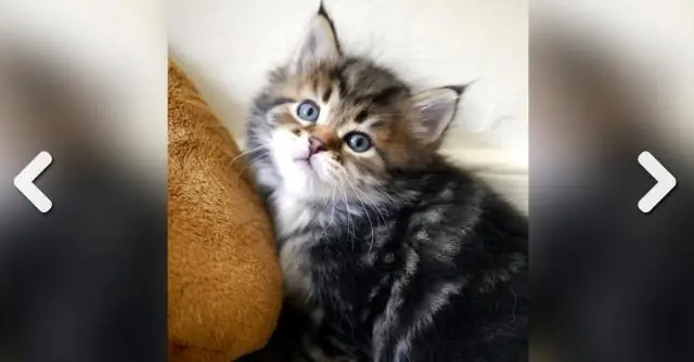 Как они могут тунец?