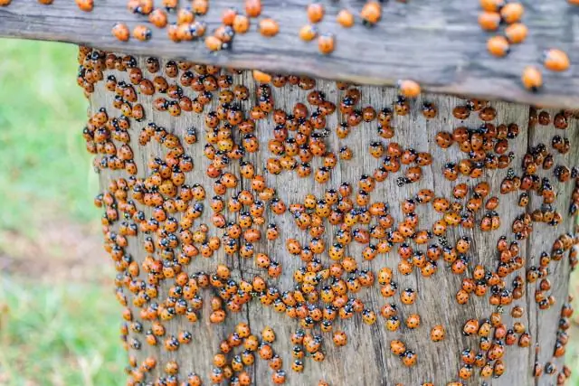 Можно заказать молниеносные жучки?