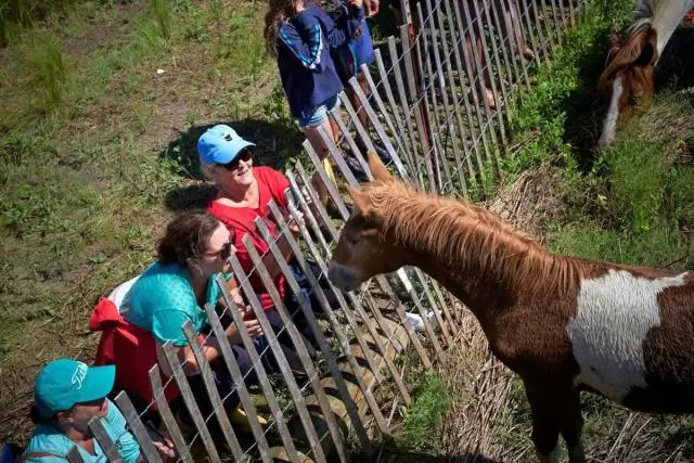 В какой день плавание на пони Чинкотиг?