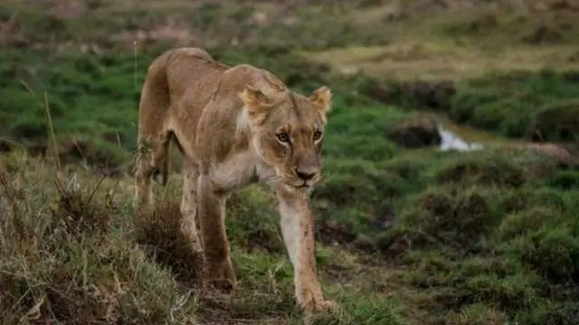 Откуда берутся дикие свиньи?