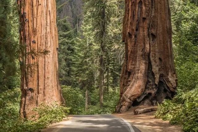 Растут ли в Калифорнии деревья конского каштана?