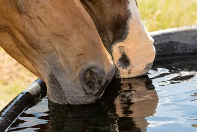 Что вызывает повышенный уровень креатинкиназы у лошадей?